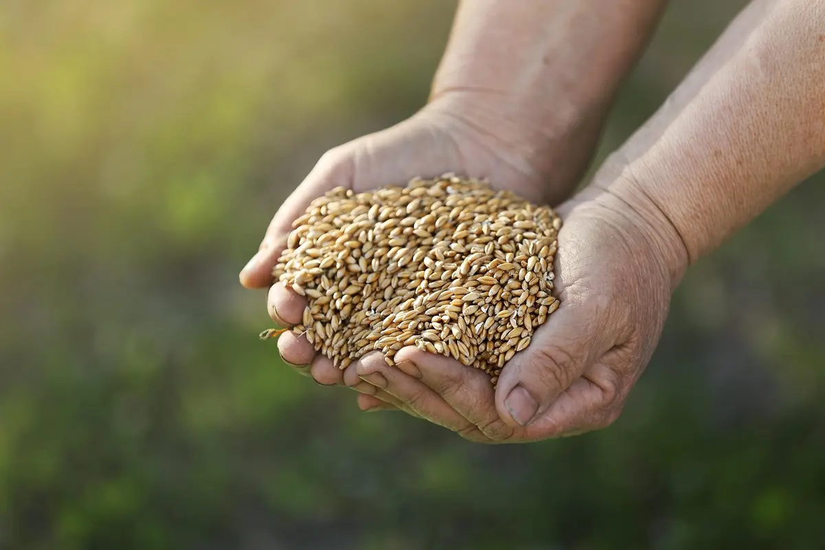 Grain held in two hands
